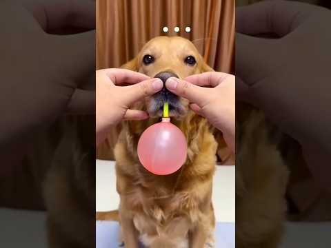 balloon Pumping challenge #shorts