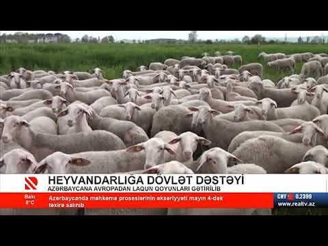 Video: Qoyunları Necə Yetişdirmək Olar