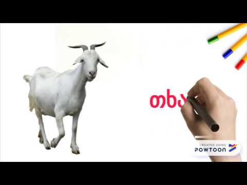 ცხოველები/animals