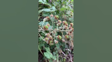 Thumbnail of Black berries in the wild #song #music #trending #wildberries  #blackberry #berry #viral