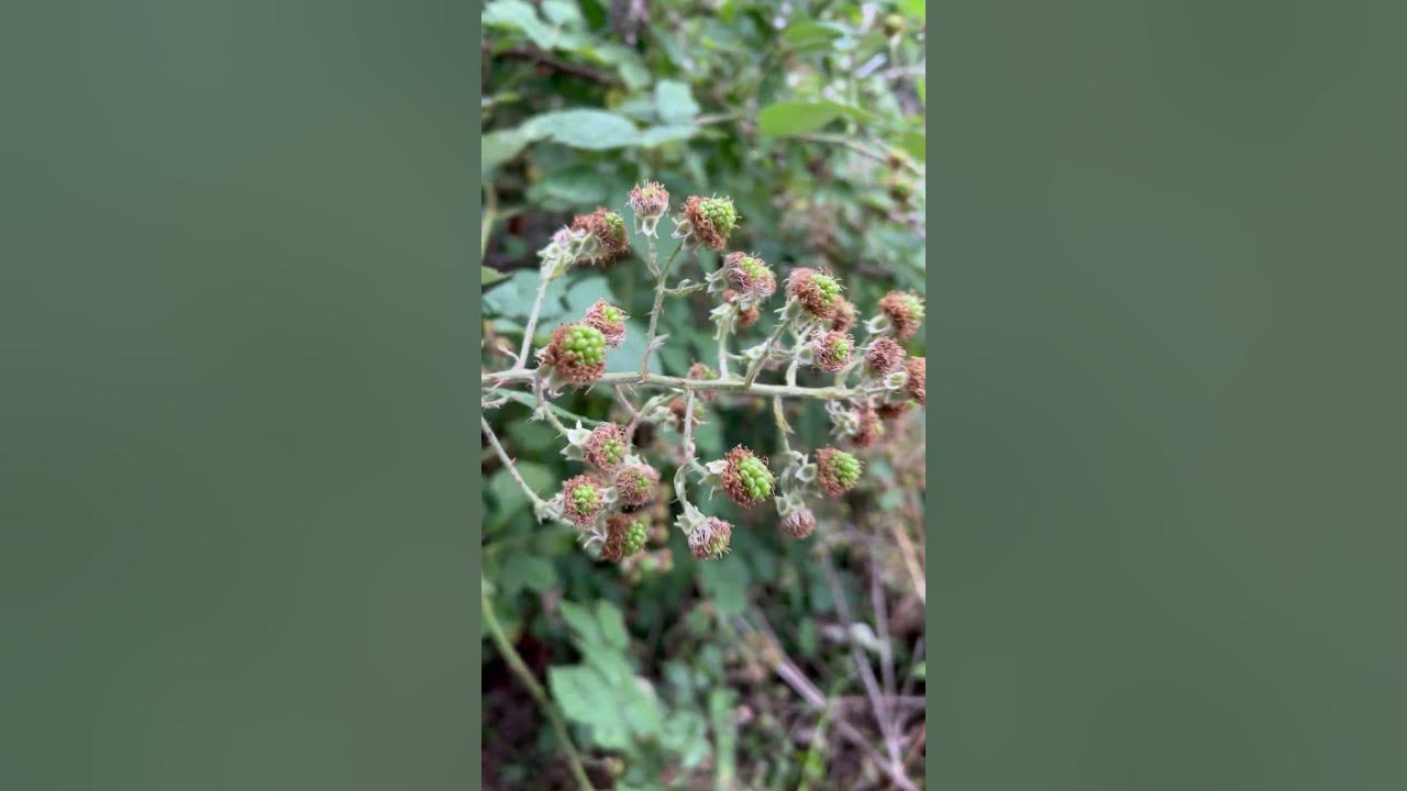 Black berries in the wild #song #music #trending #wildberries  #blackberry #berry #viral