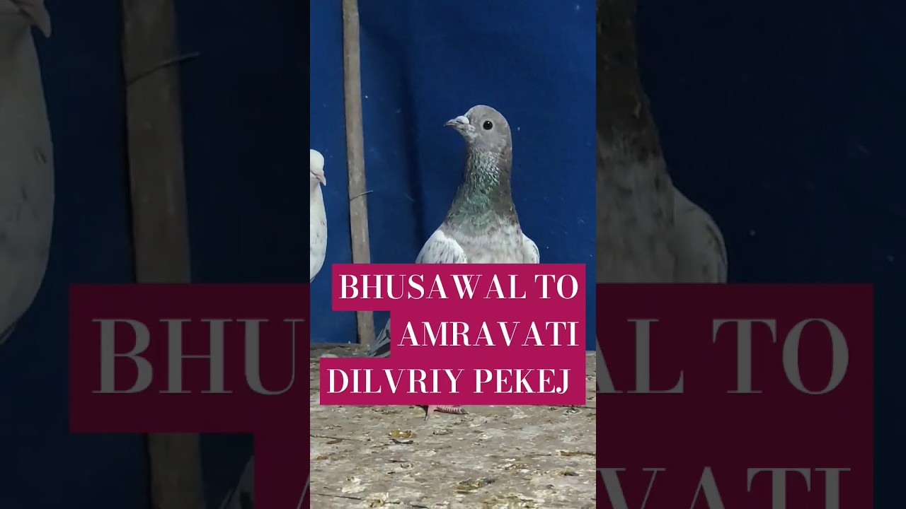 BHUSAWAL TO AMRAVATI delivery package 📦 8806886444 YouTube