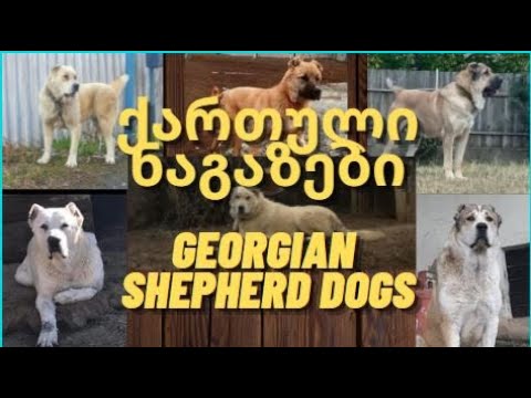 ქართული ნაგაზები/Georgian Shepherd Dogs