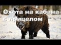 Охота на кабана осенью с прицелом видео 2012-2013 Wild boar hunting in Russia.