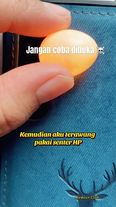 Isi telur burung 🙀, jangan coba dibuka  #lovebird #telur