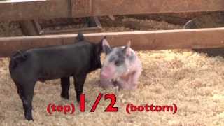 Farm Animals - Math For Kids Counting, Numbers, Fractions
