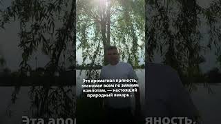 Гвоздика: скромная специя с силой суперфуда.