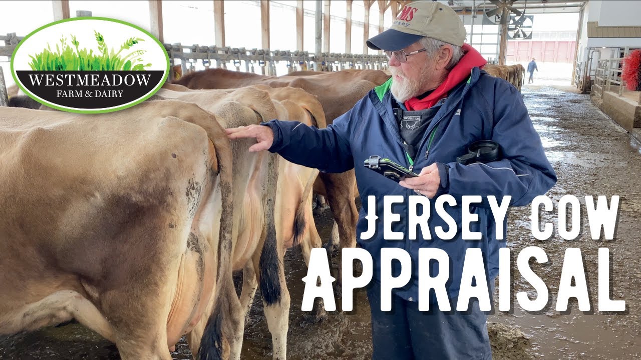 Jersey Cow Appraisal Westmeadow Farm & Dairy YouTube