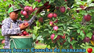 Cuanto Gané hoy Trabajando Por contrato Cosechando Manzana Roja aquí en Washington