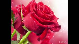 Yalnızlık Allah’a Mahsus Resimi