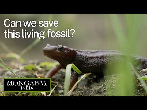 India’s secretive salamanders are losing their breeding grounds | Darjeeling's Himalayan salamander
