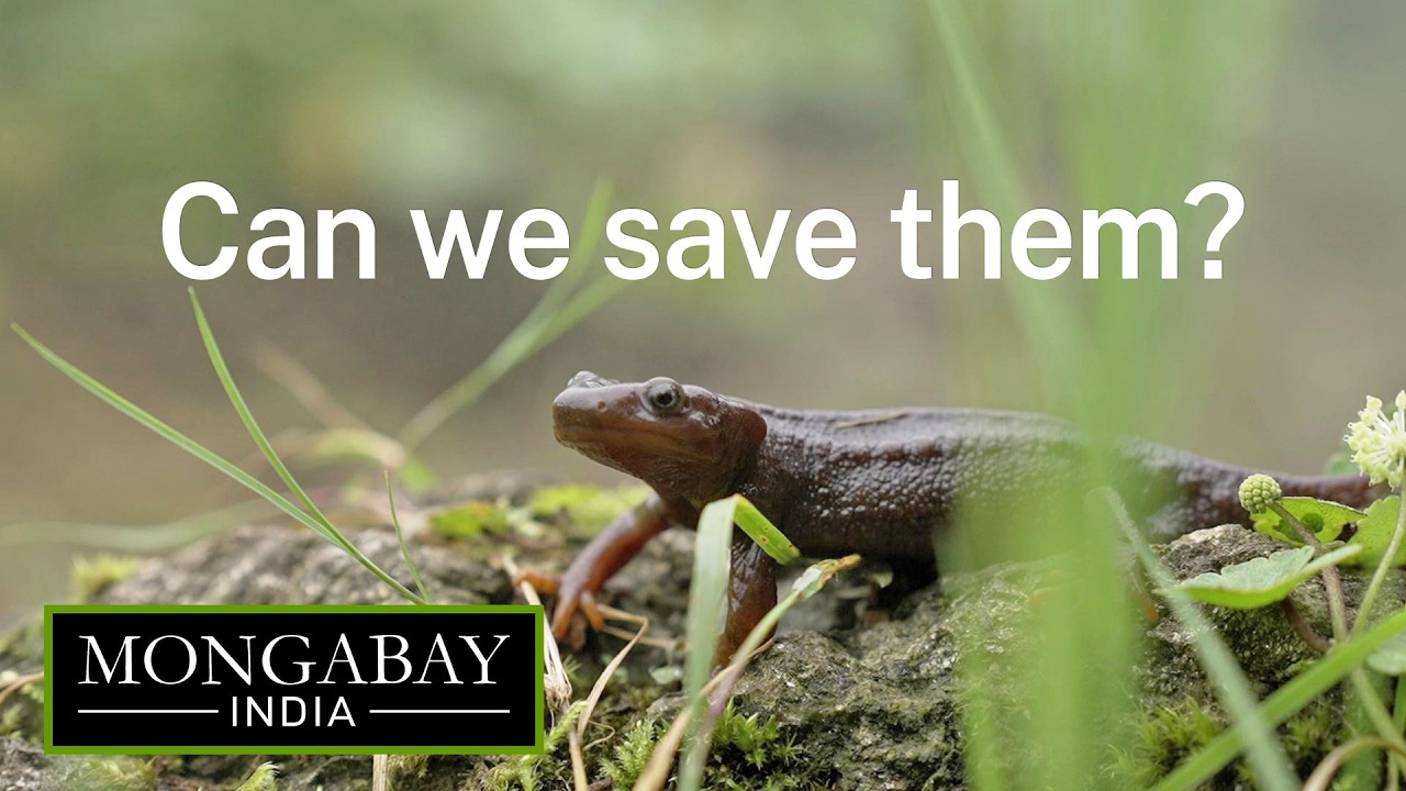 India’s secretive salamanders are losing their breeding grounds | Darjeeling's Himalayan salamander
