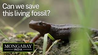 India’s secretive salamanders are losing their breeding grounds | Darjeeling's Himalayan salamander