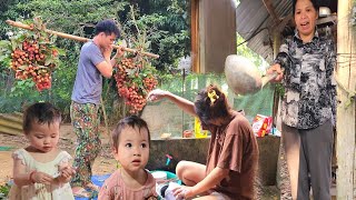 Tung harvests lychees and goes to the market to sell them.Are Linh and her mother-in-law in harmony?