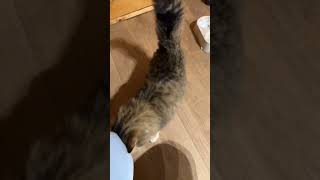 Как одомашнить кота Мурзика?