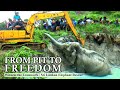 From Pit to Freedom: Witness the Teamwork Behind a Sri Lankan Elephant Rescue