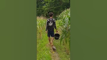 ajak berang berang ke sawah 🦦🦦🦦 #shorts #berangberang #pintar #beranda #otter
