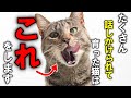 たくさん話しかけられて育った猫だけが見せる行動12選