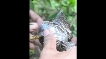 Air layering citrus tree in #shortsvideo #gardening #rooting