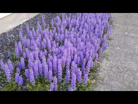 Video: Carpet Bugle o'simliklari: Bog'da Ajuga Bugleweed etishtirish