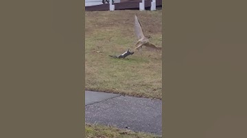 Hawk Caught Squirrel
