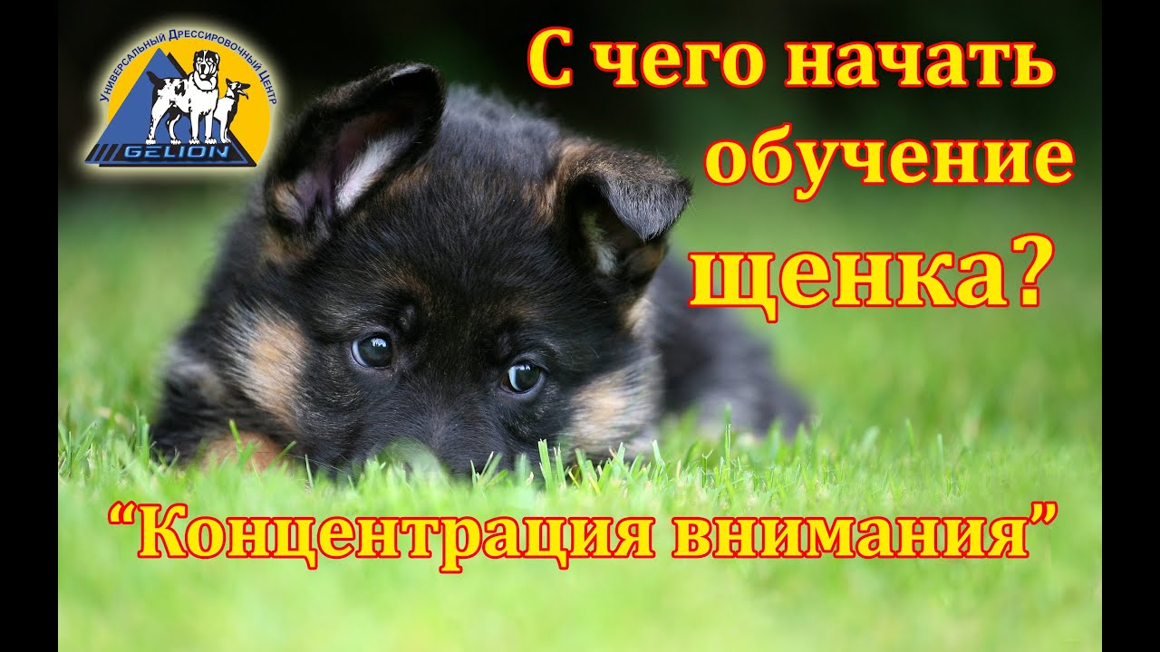 Учим щенка базовым командам Учим щенка базовым командам