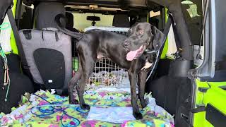 Kevin by Three Little Pitties Rescue 241 views 1 month ago 6 minutes, 9 seconds