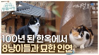 100년 된 한옥에서 8마리 고양이들과 사는 여자?! 옛부터 시작된 묘(猫)한 인연  | KBS 반려동물극장 240405 방송