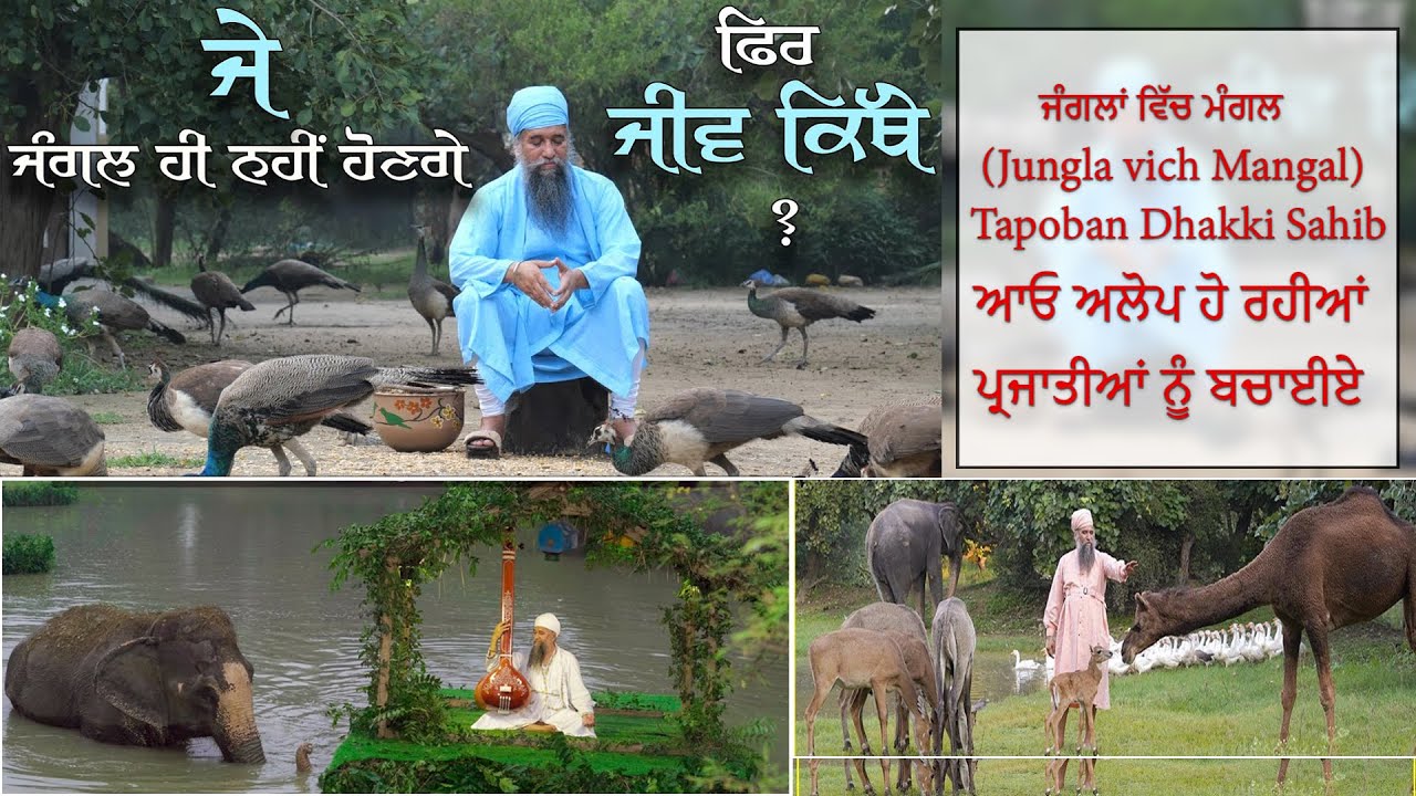 ਆਓ ਅਲੋਪ ਹੋ ਰਹੀਆਂ ਪ੍ਰਜਾਤੀਆਂ ਨੂੰ ਬਚਾਈਏ ਤਪੋਬਣ ਢੱਕੀ ਸਾਹਿਬ ਦਾ ਅਦਭੁਤ ਦ੍ਰਿਸ਼।Tapoban Dhakki Sahib