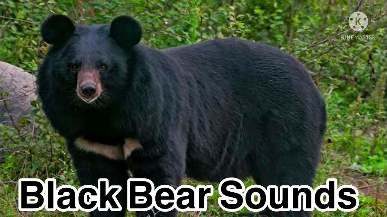 Black Bear Sounds YouTube