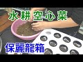 用保麗龍箱 種水耕空心菜 Water Spinach in hydroponics