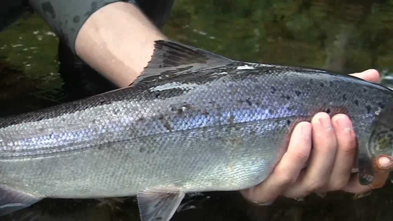 Miramichi Salmon Fishing 2012 - YouTube