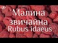 Малина звичайна  Rubus idaeus.