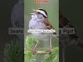 Suara Kicauan Burung Pipit #bird #burungkicau #burungpipit