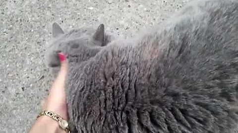 Watch the video about Blue cream British Shorthair Luna