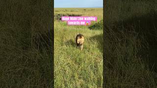 #shorts Huge Male Lion walking towards me #lion #bigcat #wildcat #masaimara