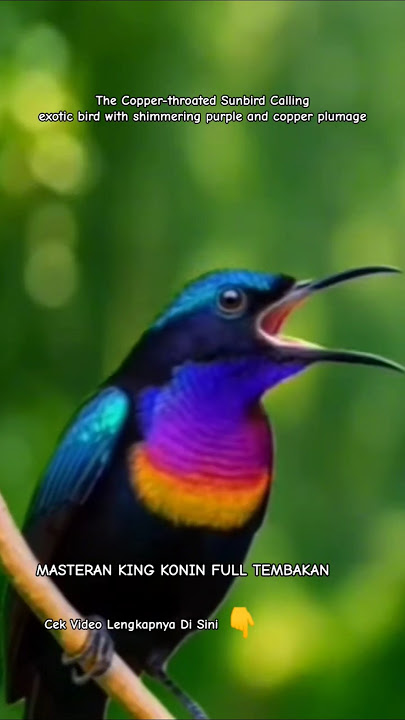 The Copper-throated Sunbird Calling | King Konin Gacor Nembak