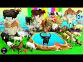 Farm Animals - Eid al-Adha - Cow, Bull, Gaur, Goat, Sheep, Camel, Buffalo 13+