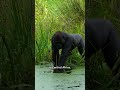 Dublin Zoo - World Gorilla Day 2025