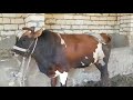 الي عنده من ده كداب مزرعه ابو طه للمواشي 01223301012