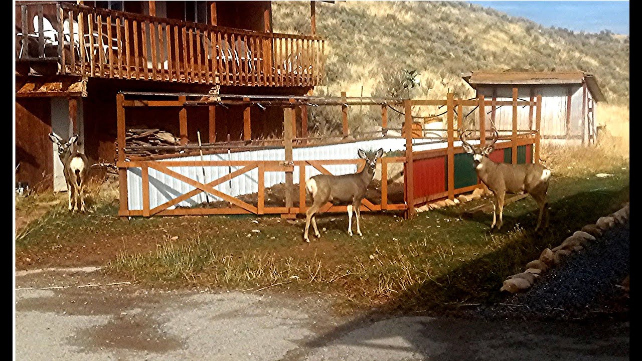 Теплица и новое строительство, конец года