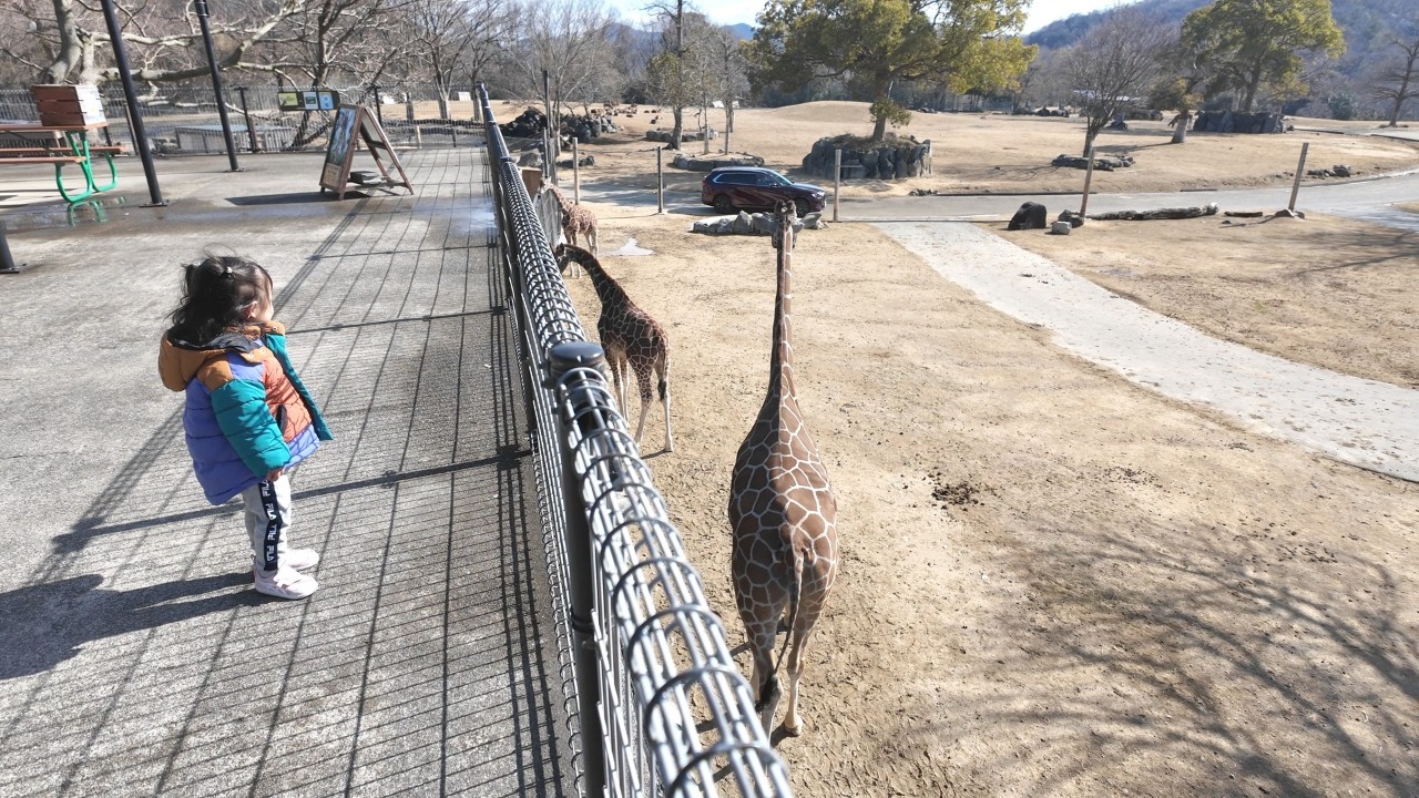 娘が念願のキリンさんと会えました！