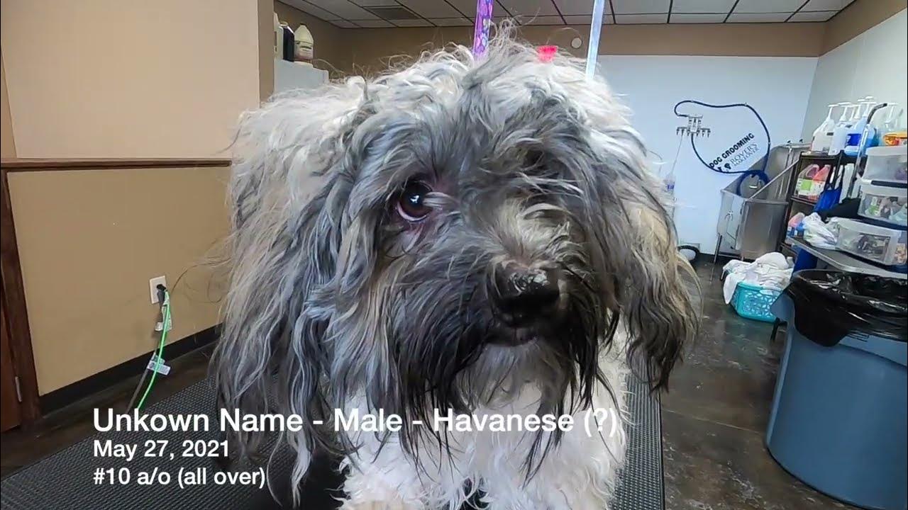 SEVERELY Matted Havanese YouTube