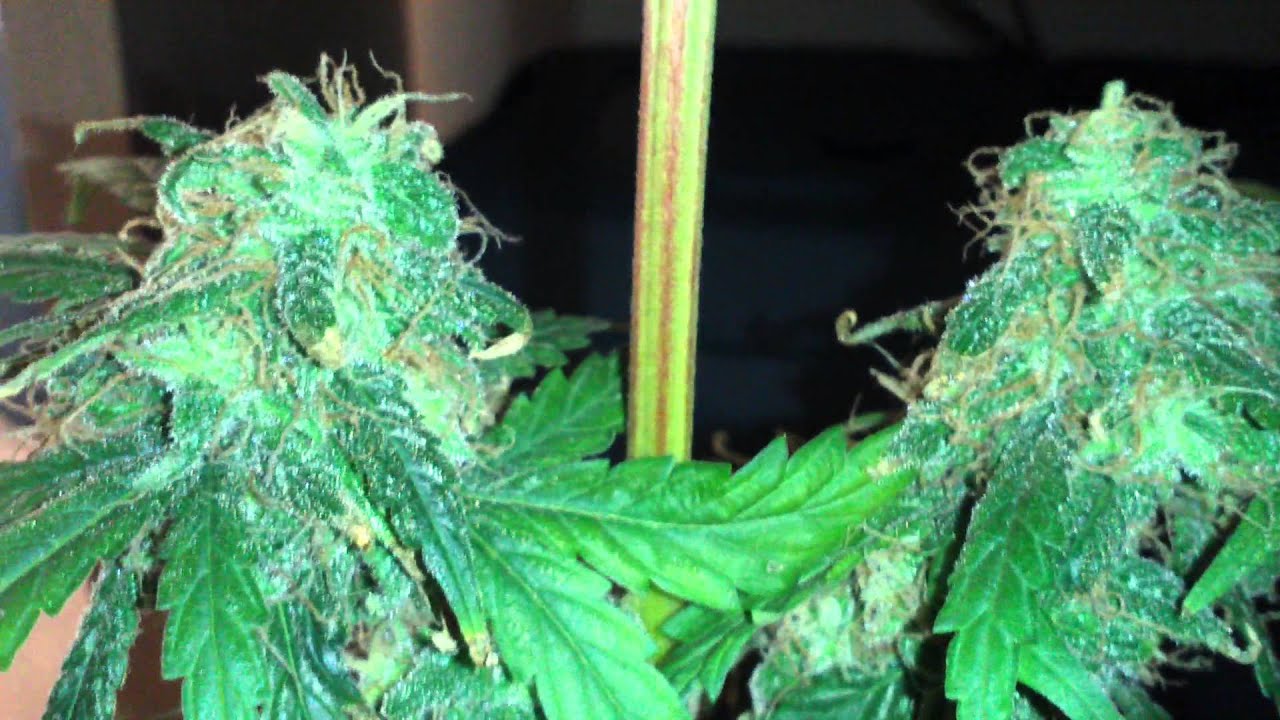 Mini CFL Grow week 13 Harvest