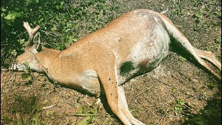 Frustrations of Deer Hunting! #shorts