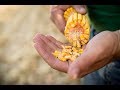 Системный подход в выращивании кукурузы