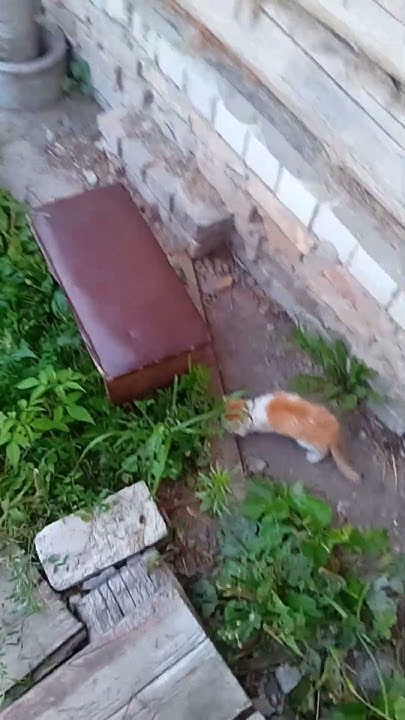 одна кошка и 3 кота ,2 кота еще маленькие - YouTube