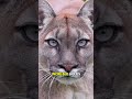 El Puma: El Depredador Fantasma de América🐆