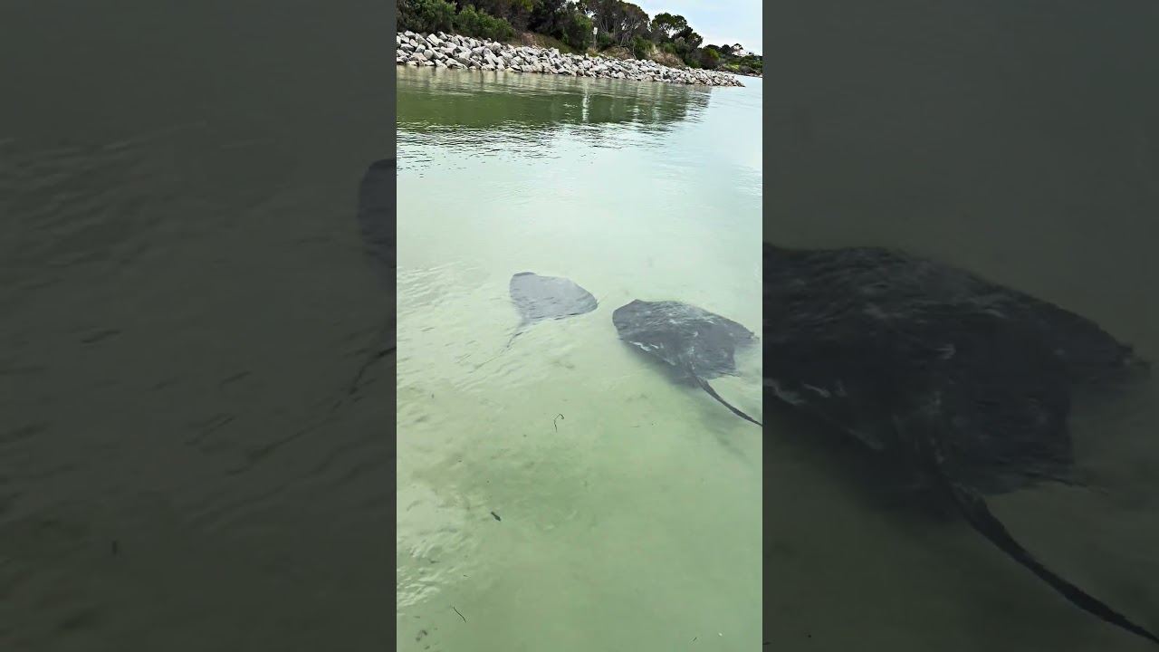 The Giants of Inverloch Pier | Smooth Stingray Sightings #wildlife