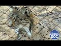 The Iberian lynx and its fight for survival: we explain its day-to-day life (FULL DOCUMENTARY)